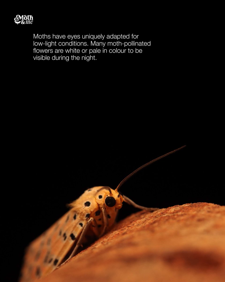 atree_org's tweet image. During his moth walks, Thalavaipandi  makes it a point to go beyond merely identifying moths for his participants. Moths have eyes that maximise light capture. Their proboscises vary in size, allowing them to pollinate flowers of different dimensions. Flowers pollinated by moths…