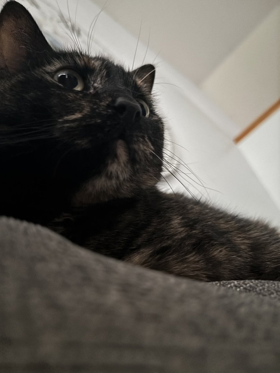fhardcat's tweet image. She’s so thug