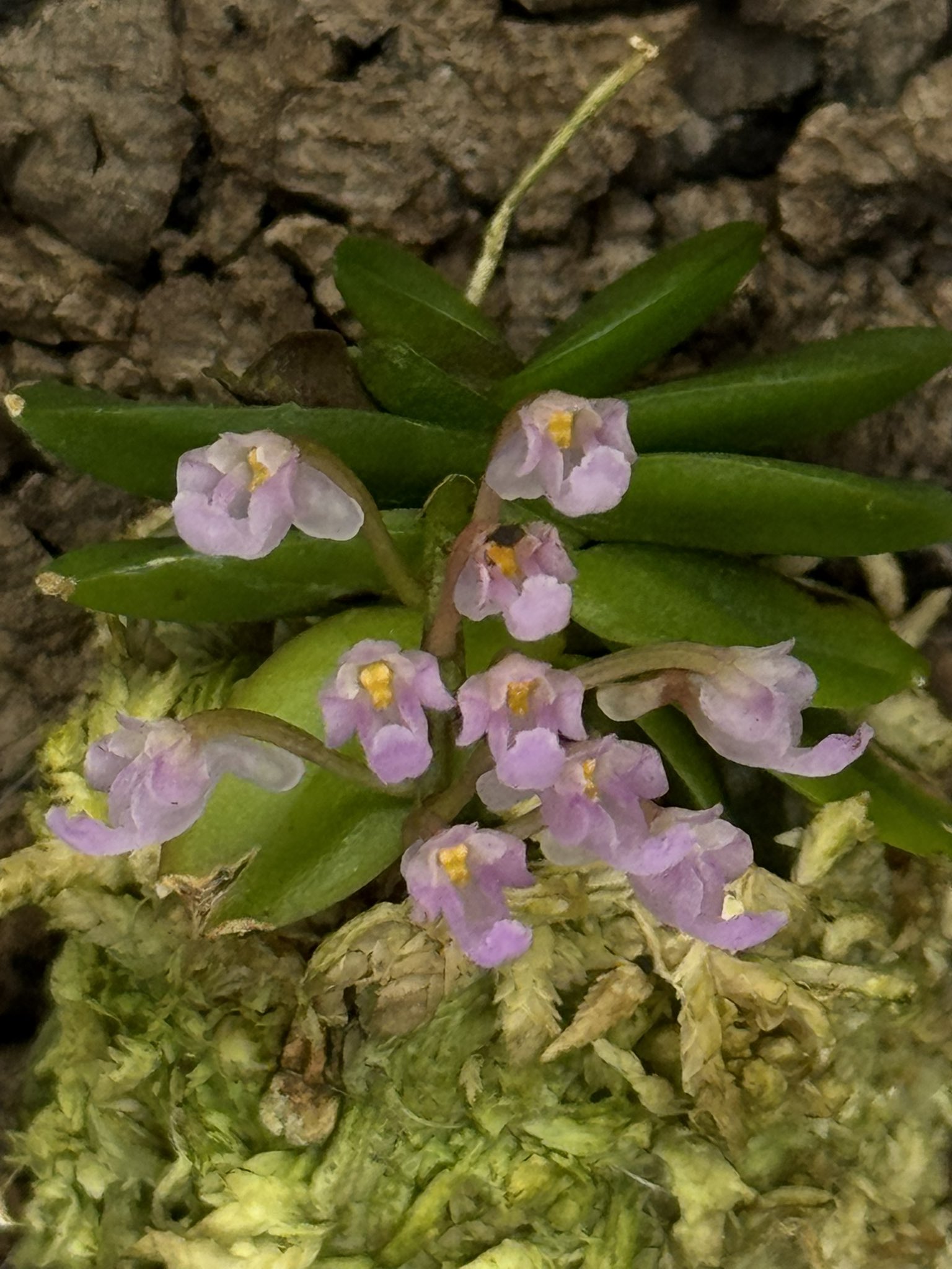 自己主張する植物 杉本浩介/Kosuke Sugimotoがシューツリーで表現する「劣化の正当