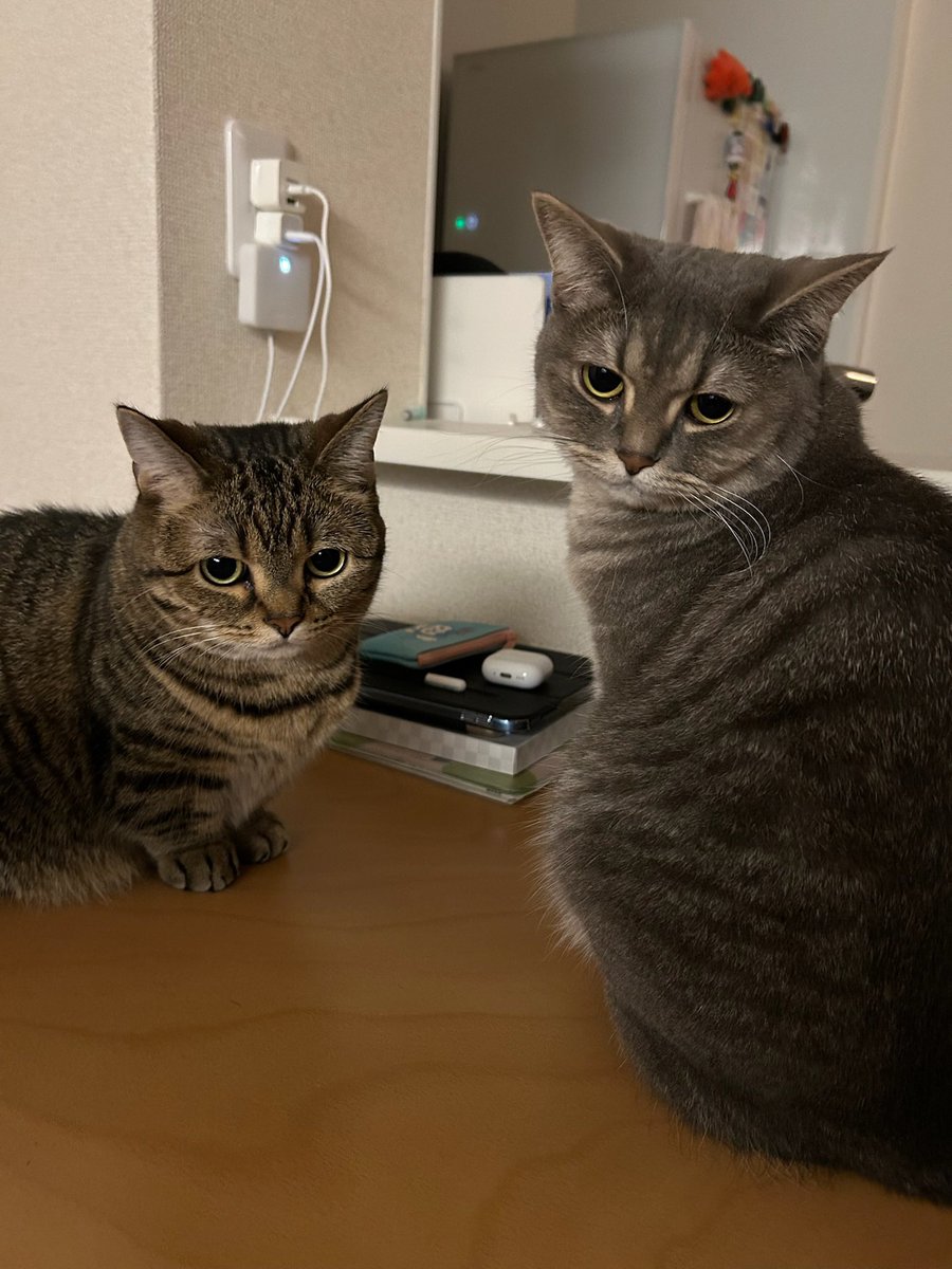 monamofumofu's tweet image. 最近もなちつむちの距離感が近くなってツーショットが撮れるようになってきてとても嬉しい、美人姉妹だねぇ🥰