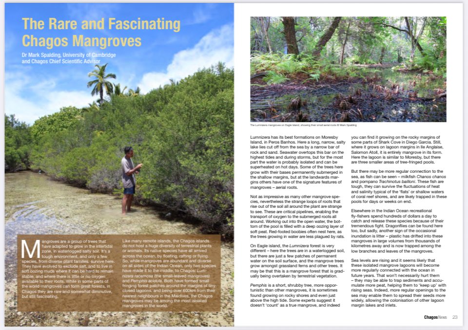 To celebrate #WorldMangroveDay, we’re sharing a #ChagosNews article about “Chagos mangroves, which may be the most isolated #mangroves in the world” by Dr Mark Spalding, #Chagos Scientific Advisor to UK Government 🌴
The article ⬇️, &amp; whole issue ➡️ Chagos-trust.org/images/uploads…
#CCT🐢