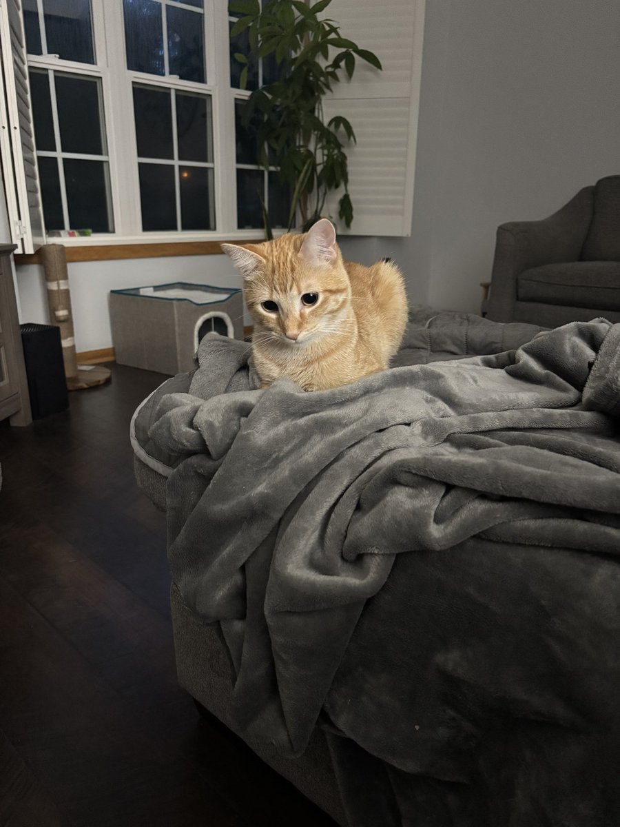 DinkyCat2's tweet image. Little loaf