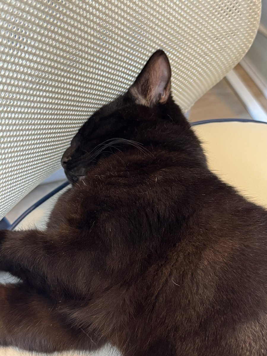 iNathanM's tweet image. Been running around beating up his mum and causing havoc all morning, then jumped on the seat next to me and passed out 😂😂😂