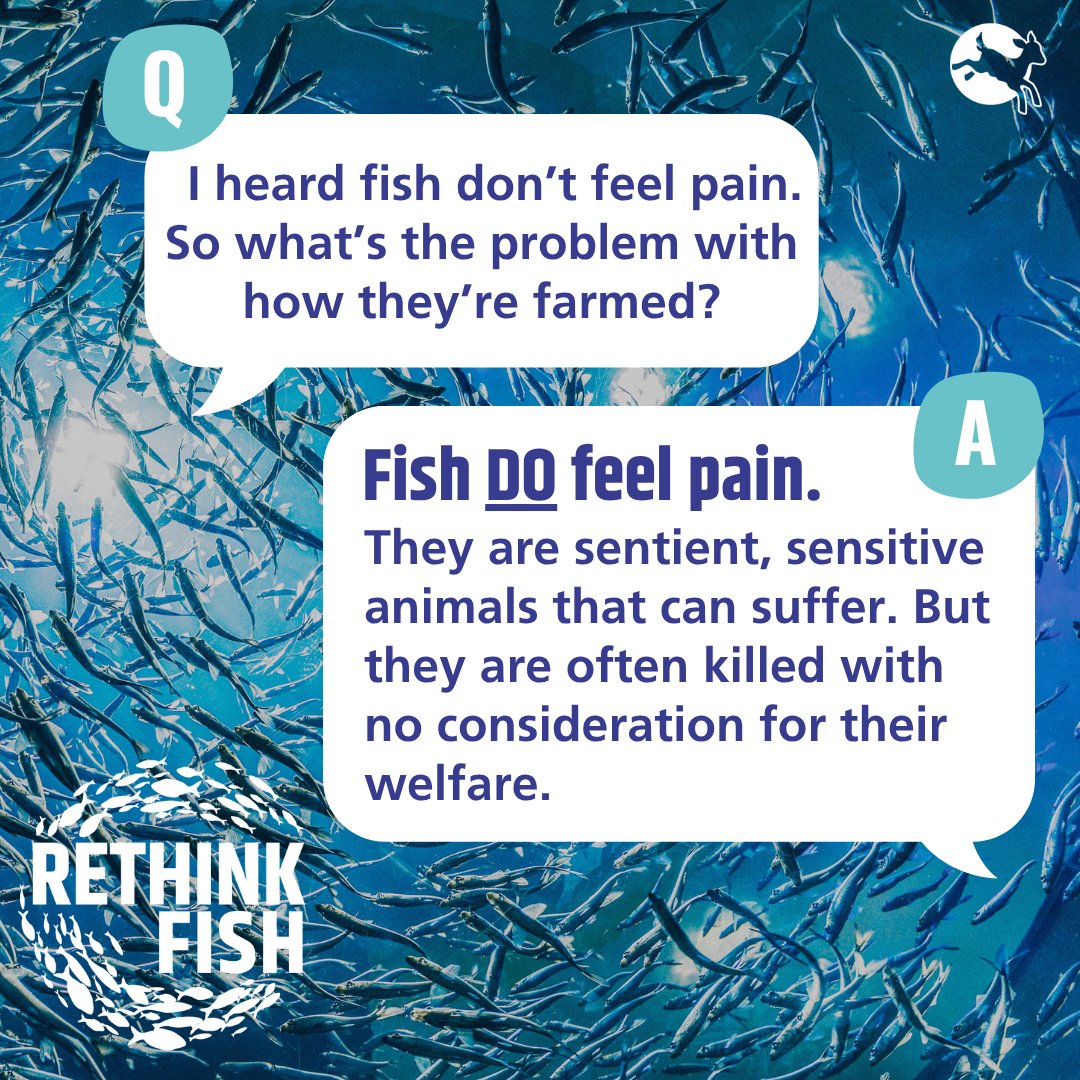 CIWF_Global's tweet image. The way fish are farmed often causes stress, pain and suffering💔
Despite being some of the most farmed animals worldwide, they're perhaps the most neglected in terms of welfare.
Take action to #RethinkFish below 🐟
sforce.co/44ZQ2Ff