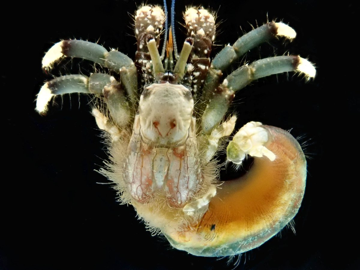 a1AgqW93RTKPUD9's tweet image. 茨城県の磯で採取した小さなヤドカリだよ。イソヨコバサミだと思う。甲長6.7mm。歩脚の先の模様も特徴のようだけど、白飛びしてしまって不明瞭。多くのヨコエビはハサミの大きさが左右で違うのだけど、ヨコバサミの仲間は左右対称なのが特徴。普通種だけど小さいので見つけにくいかも。