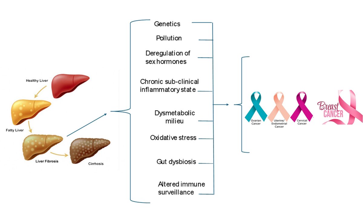 Is liver fibrosis a risk factor for gynecological cancers? Explore the latest insights on the link between liver disease and female reproductive #cancers, including breast cancer.
Read now: oaepublish.com/articles/mtod.…
#LiverFibrosis #GynecologicalCancers #MAFLD #NAFLD