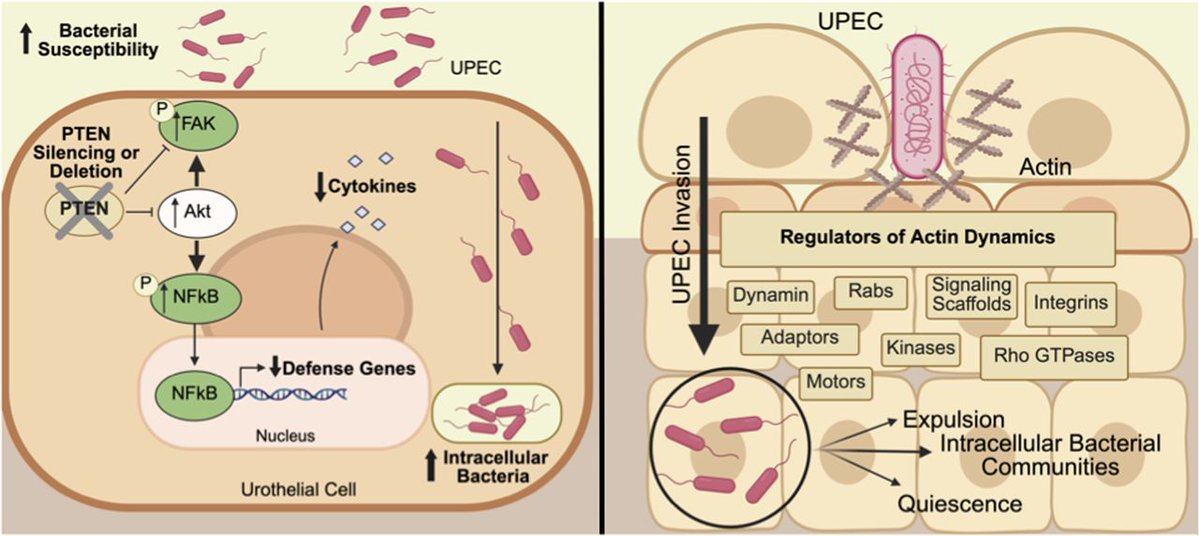 LSAjournal's tweet image. This study reveals that PTEN modulates bladder urothelial immunity by regulating Akt, NFκB, and FAK signaling, shaping susceptibility to urinary tract infection. @kidneytweets @sarah_linn16 @skyebochter life-science-alliance.org/content/8/10/e…