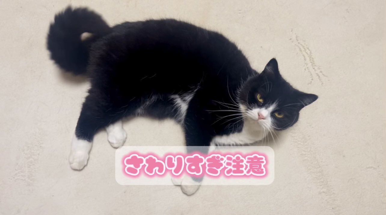 猫太郎ページ たろう (@taro20216) / X