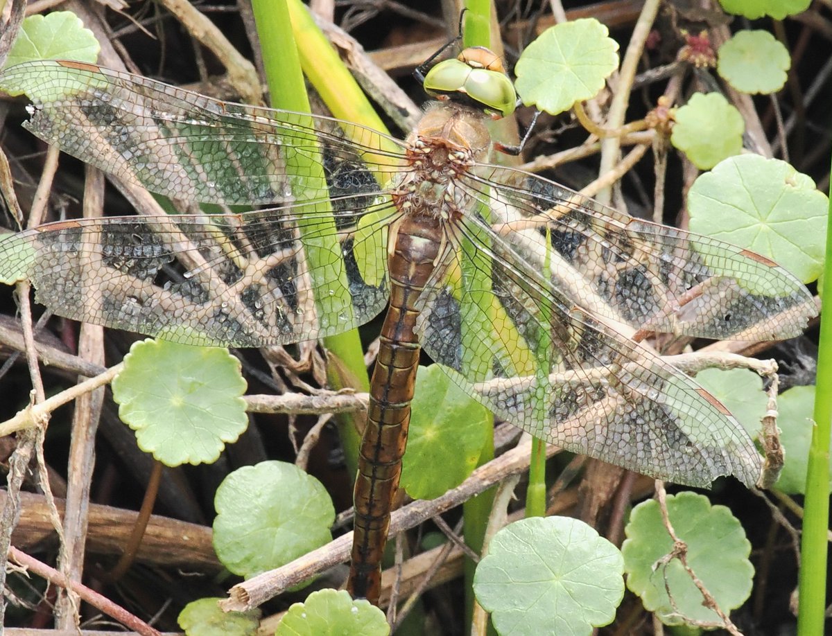 Chris Atkin tweet media