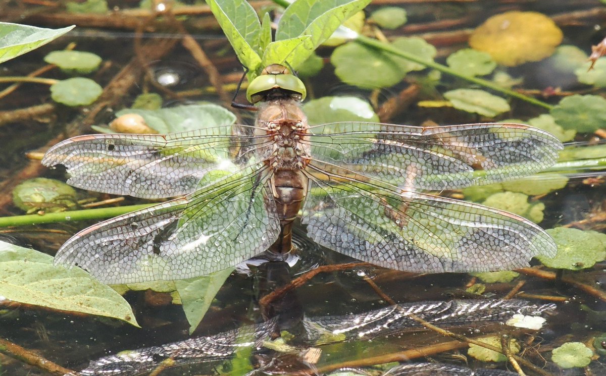 Chris Atkin tweet media