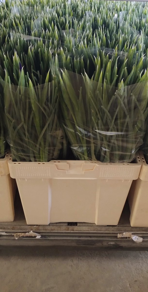 Vanaf heden weer super Hong Kong irissen in aanbod!  🟣  62 cm lang en 38 gram zwaar. 
Wij veilen al onze irissen en tulpen onder de orginele soort naam. What you see is what you get.   #flowersfromlutjebroek   🇳🇱
