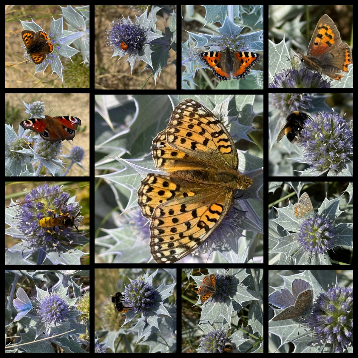 ScienceNelson's tweet image. A reminder - after yesterday’s glorious seaside walk - that I must do the #BigButterflyCount for @savebutterflies Download the app and get counting... 🦋