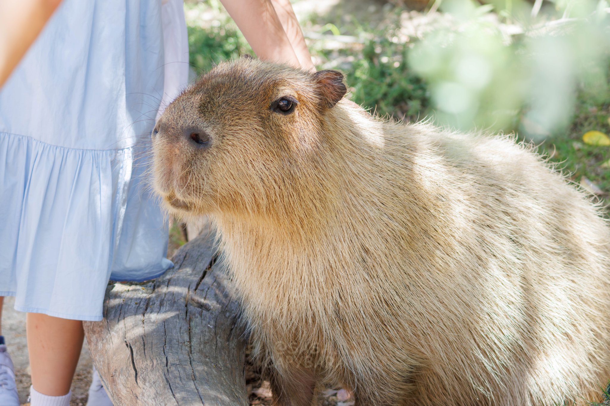 カピバラ様 Super huge] Capybara's 85kg jumbo watermelon feeding time