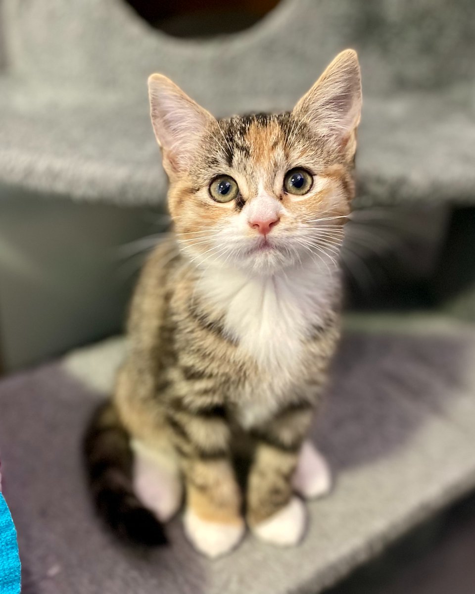 Battersea_'s tweet photo. Little Hera had a tough start to life. She initially seemed very worried, so our dedicated team put together a care plan to help her come out of her shell. Her confidence grew, and it wasn’t long before she found a loving home. We're so happy for you, Hera! 💙 #AllInForThem https://t.co/r3auWnkLeb