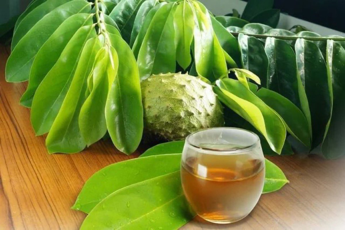 DaAcervo's tweet image. Para combater a insônia:
Ferva 10 folhas frescas de graviola em 1 litro de água por 15 minutos e beba 100 ml todas as noites.
Você vai dormir como um bebê 💚🍀