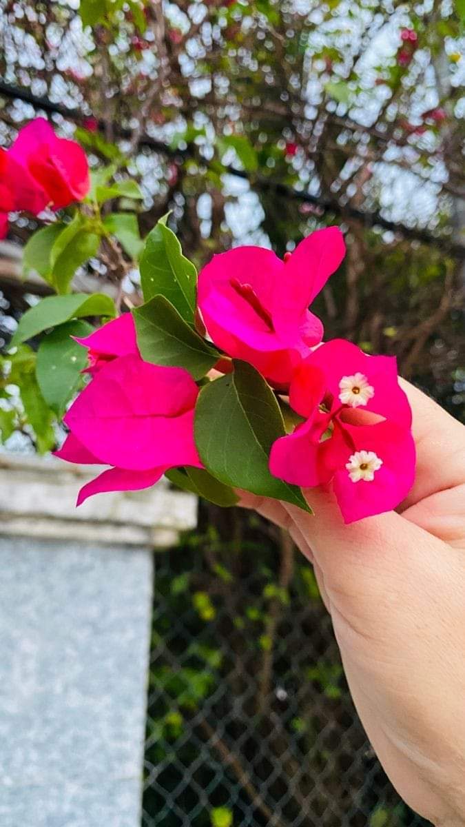 Alejandra Suárez (@alejandrasuar3z) on Twitter photo “Hoy”, es un gran día, en ti está;
Creerlo,
Crearlo y
Tenerlo…
#FelizJueves Gente Bella 🌻
<a href="/Roselisorroce/">Rose Sorro 🚩🚩🚩</a> <a href="/Angel1950_/">Ángel 🇦🇷✌️</a> <a href="/YekiAlare/">𝕐𝕖𝕜𝕚💜✨️</a> <a href="/GenvieveMx/">Ɠҽղօ🌻🦋</a> <a href="/Atego16/">@🅰🆃🅴🅶🅾 🇳🇮</a> <a href="/VanderlPT13/">Vanderleia Dias🚩</a> <a href="/FerCuba5/">FerCuba🇨🇺🇨🇺🇨🇺</a>
#thursdayvibes “Hoy”, es un gran día, en ti está;
Creerlo,
Crearlo y
Tenerlo…
#FelizJueves Gente Bella 🌻
<a href="/Roselisorroce/">Rose Sorro 🚩🚩🚩</a> <a href="/Angel1950_/">Ángel 🇦🇷✌️</a> <a href="/YekiAlare/">𝕐𝕖𝕜𝕚💜✨️</a> <a href="/GenvieveMx/">Ɠҽղօ🌻🦋</a> <a href="/Atego16/">@🅰🆃🅴🅶🅾 🇳🇮</a> <a href="/VanderlPT13/">Vanderleia Dias🚩</a> <a href="/FerCuba5/">FerCuba🇨🇺🇨🇺🇨🇺</a>
#thursdayvibes