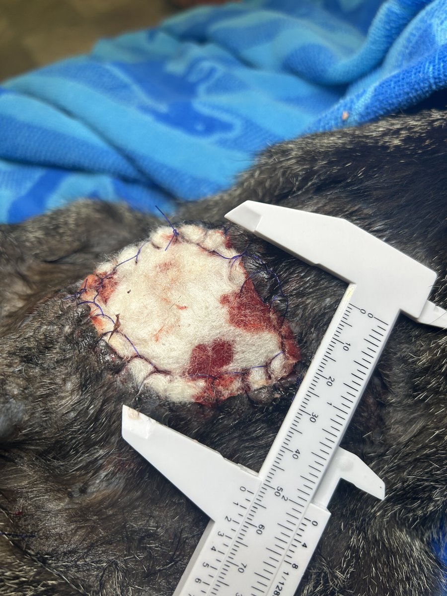 CrashsLanding's tweet image. Al G. is healing like a champ. On round 3 of wound care, despite trying to undo Dr. Jen's work this weekend. His wound currently wrapped like a tiny seaweed sushi roll. 🍣 Fueled entirely by Lil Soups & belly rubs.