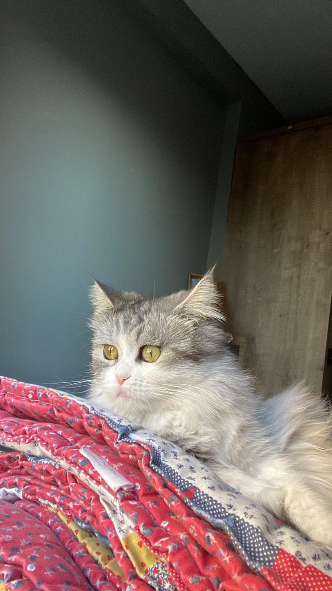 Bu dünya güzeli benim arkadaşımın iş arkadaşının kedisi.Kedinin annesi ailesiyle yaşıyormuş,ailesi kediyi istemiyormuş ve güvenli(?) bir bahçeye bırakmaya ikna etmişler kızı.2buçuk yaşında ve hiç sokak görmemiş hayvan sokakta yaşayamaz. ACİL OLARAK MERSİN ÇEVRESİNDE YUVA ARIYORUZ