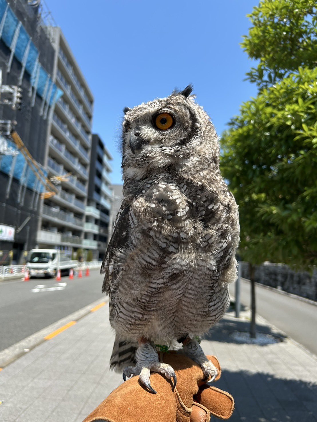 no.0158 濃霧の夜　月に泊まるフクロウ　一点物 ふくろうの里 Owl Village on X: 
