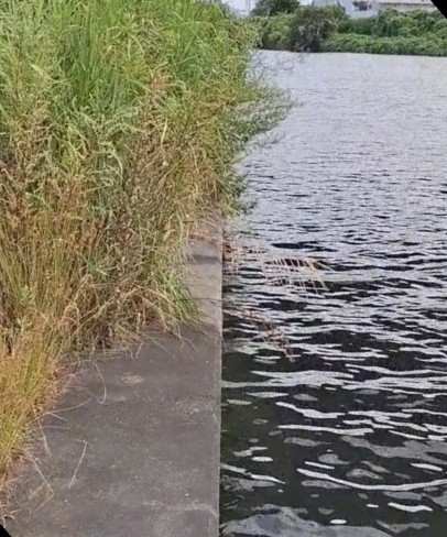 さすがにこの暑さでデイシーバスは無理か()
久しぶりに河口いったらボラからランカーらしきシーバスまでお亡くなり状態。