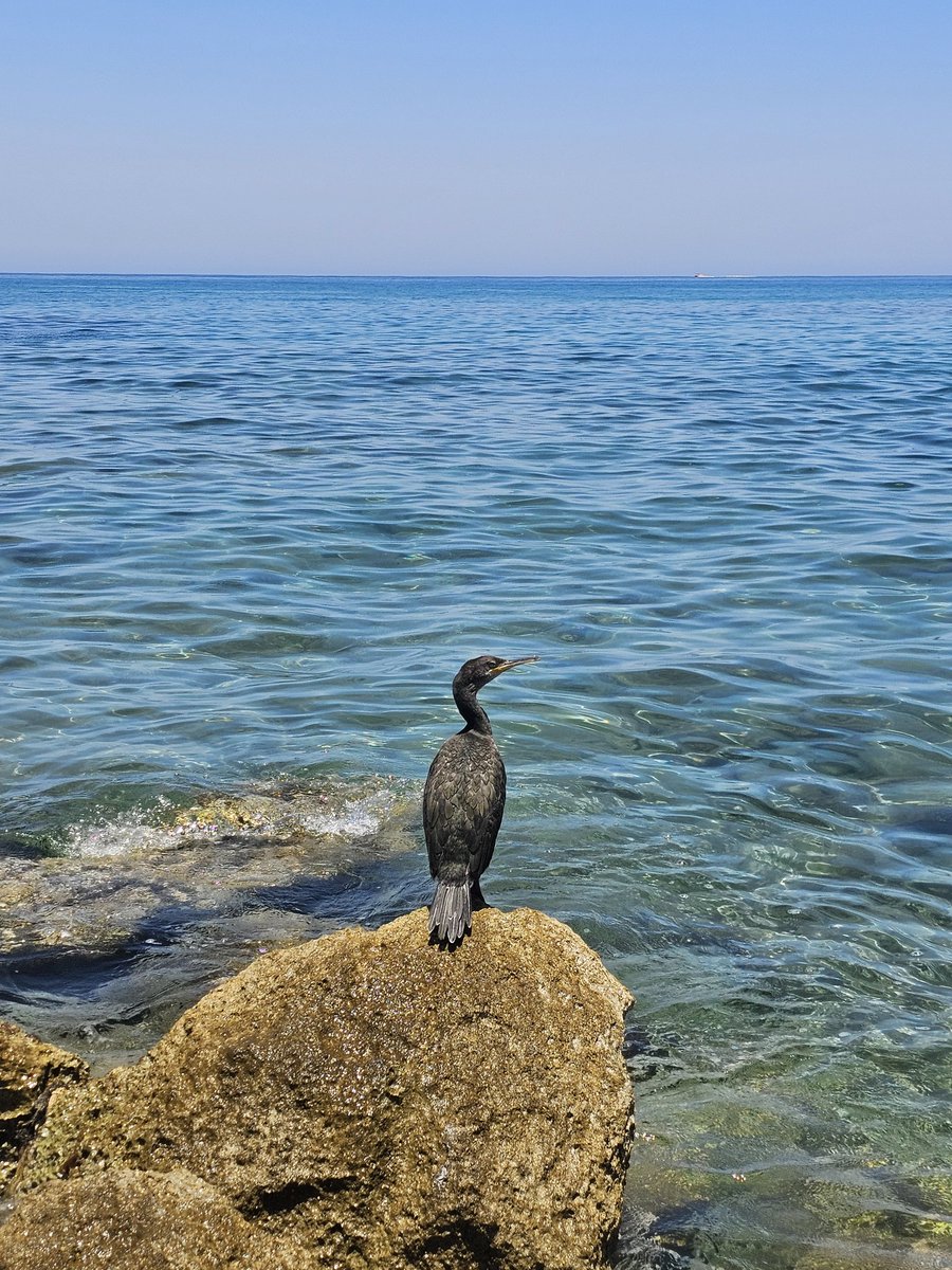 annaJones980's tweet image. If waiting for the right one was a sport, this heron would have gold medals.