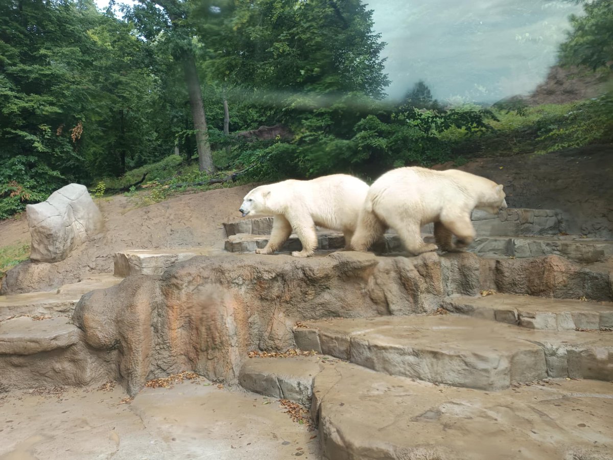 iRozhlasJVM's tweet image. Nové brněnské medvědice Anna a Elsa 🐻❄️ prozkoumávají výběh Beringie 🏔️
Se zkušenější kolegyní Corou 🐾 se zatím vidí jen přes plot 🔍
Chovatelé je spojí nejspíš příští týden ⏳
