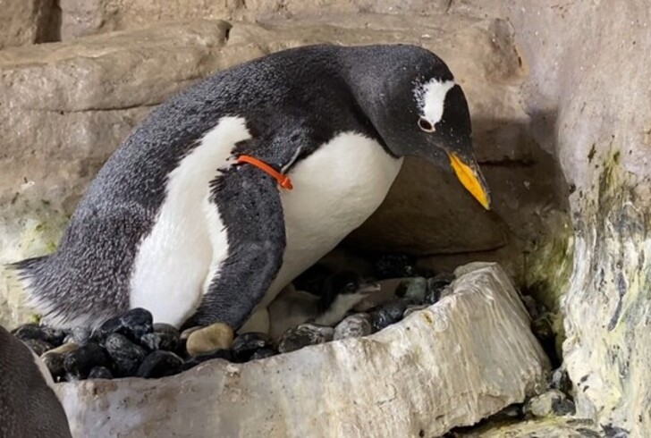 Tenero lieto evento all'Acquario di Genova: sono nati due gemelli pinguino di Magellano

ambiente.tiscali.it/feeds/due-geme…

#tiscalinews #24luglio