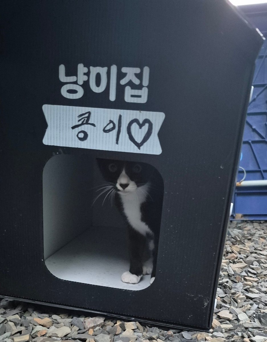 cutewarmkitty's tweet image. 콩이집에 무단침입한 오레오
팔공산 고양이 2아깽이의 평생 가족을 찾습니다. 2차접종 토욜 예정/내부구충완료