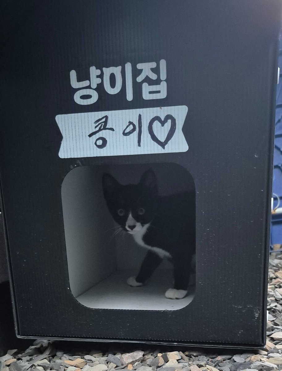 cutewarmkitty's tweet image. 콩이집에 무단침입한 오레오
팔공산 고양이 2아깽이의 평생 가족을 찾습니다. 2차접종 토욜 예정/내부구충완료