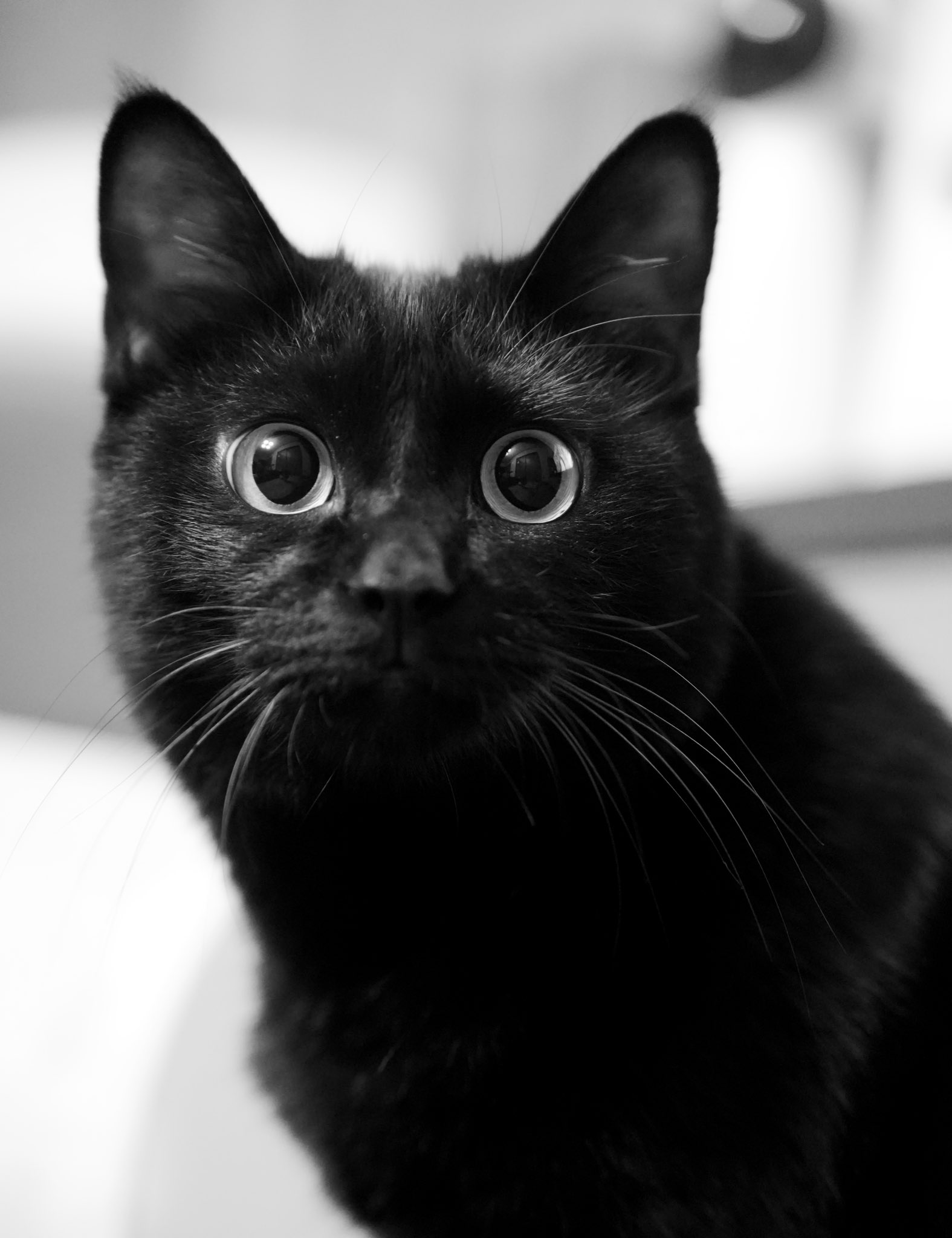黒猫 黒猫つくねちゃん太しっぽ on X: 