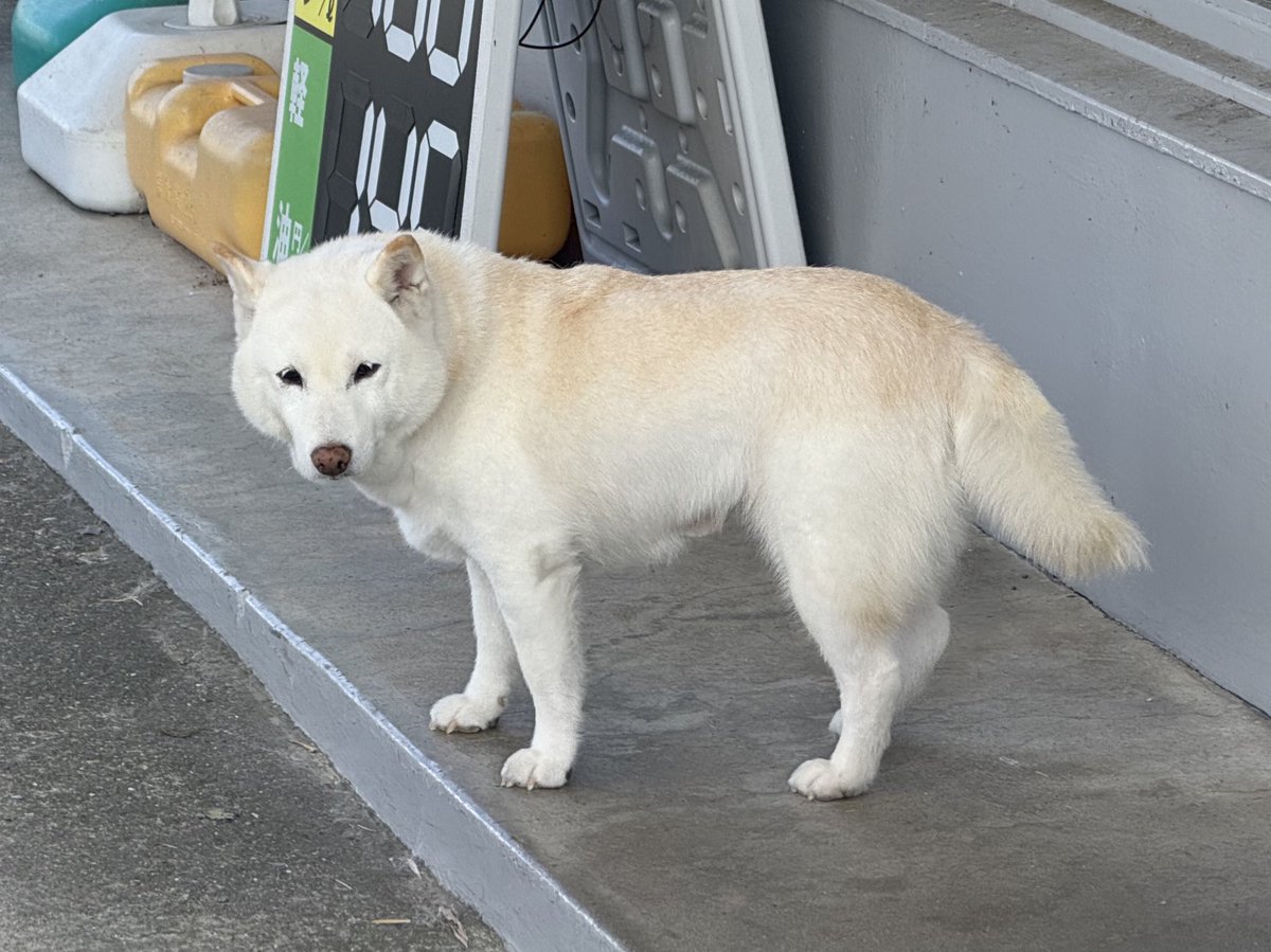 店長「いらっしゃい」
店長「まだ　おったんかいな　すっきゃな」

また来るぜ！