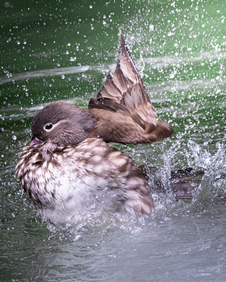 taiga_camera_r7's tweet image. 超広角も超望遠も大好きなんだよなぁ。
SIGMA 10-18mm F2.8 DC DN | Contemporary
SIGMA 150-600mm F5-6.3 DG OS HSM Contemporary
シグマボーイです。