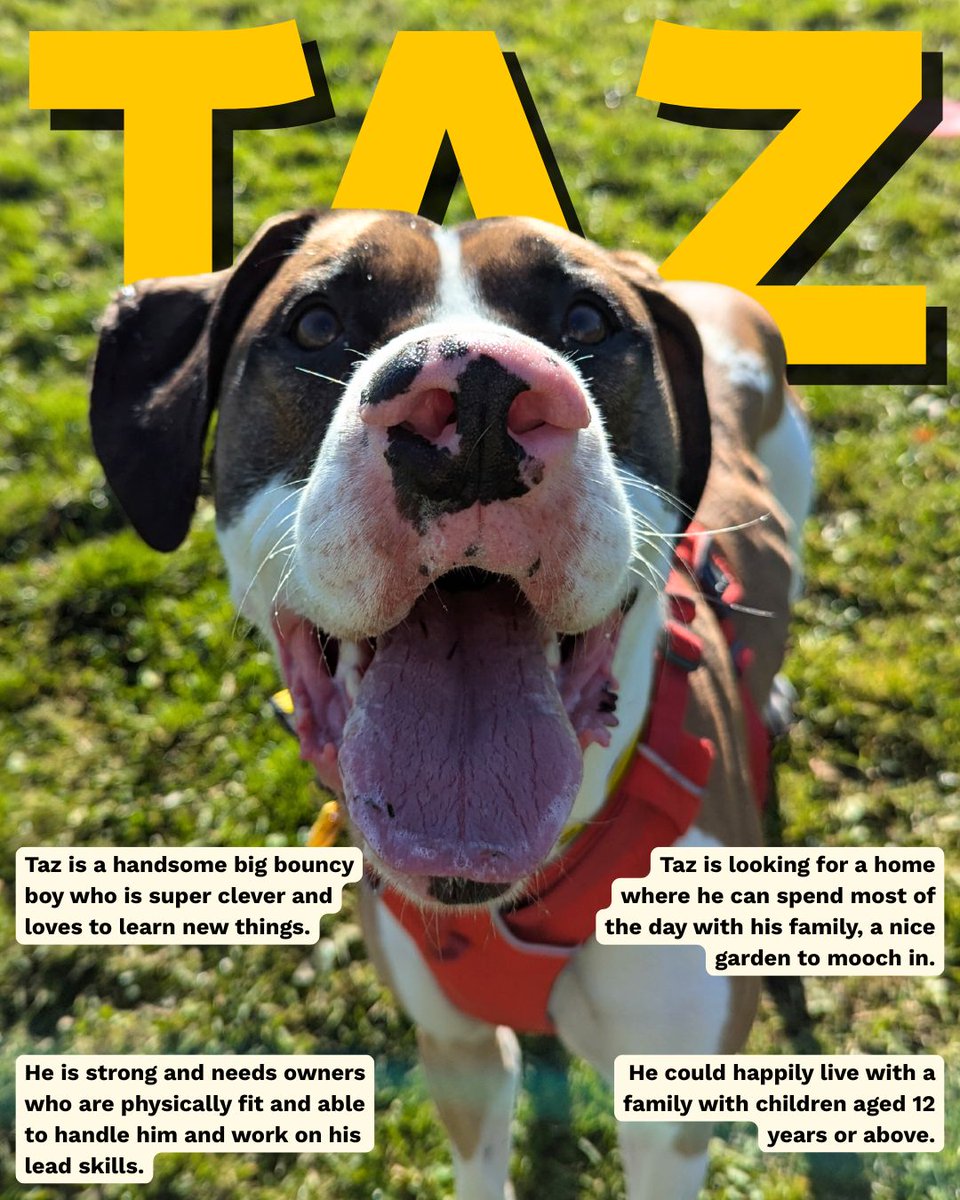 Do you have a sofa with enough room for a Great Dane cross?? Then the brilliant Taz could be the boy for you🥰 

He's a big boy with an even bigger heart and deserves nothing more than a happy home to live his best life in💛

Add Taz to your favourites today!