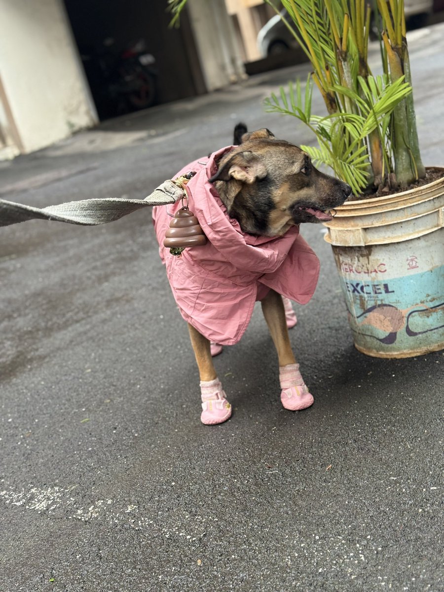 Bappi Rao tweet media