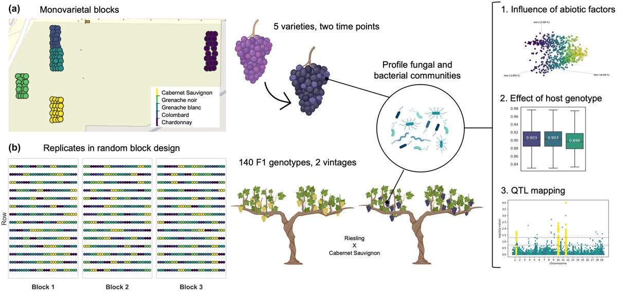NewPhyt's tweet image. QTL mapping reveals influence of the grapevine genome on berry-associated microbial communities
Flörl et al. @ethz.ch
📖 nph.onlinelibrary.wiley.com/doi/10.1111/np…