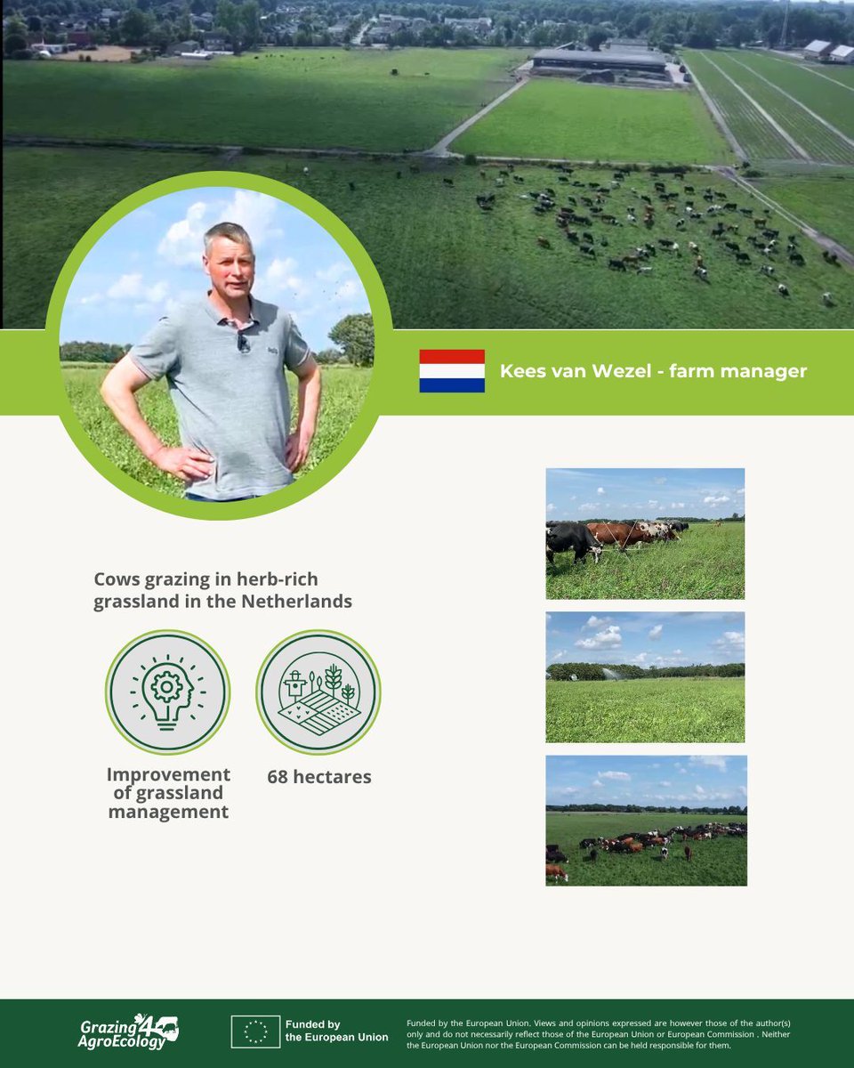 On his 68-hectare sandy-soil farm in Roosendaal, Kees is embracing sustainable dairy farming with his 140 proCROSS cows and two milking robots.

👉 Interview: youtube.com/watch?v=onKV1c… 
👉 PA:grazing4agroecology.eu/wp-content/upl…