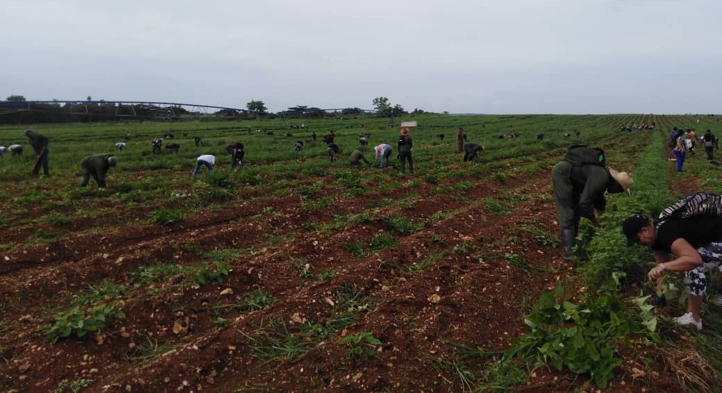 ¡El Moncada florece en la tierra! 🇨🇺

Nuestros combatientes, con el sudor en la frente y el corazón en la tierra, se entregan a la tarea de cultivar alimentos. En cada surco, en cada semilla sembrada, reafirmamos el espíritu de lucha y la convicción de que #LaLuchaNoHaCesado.