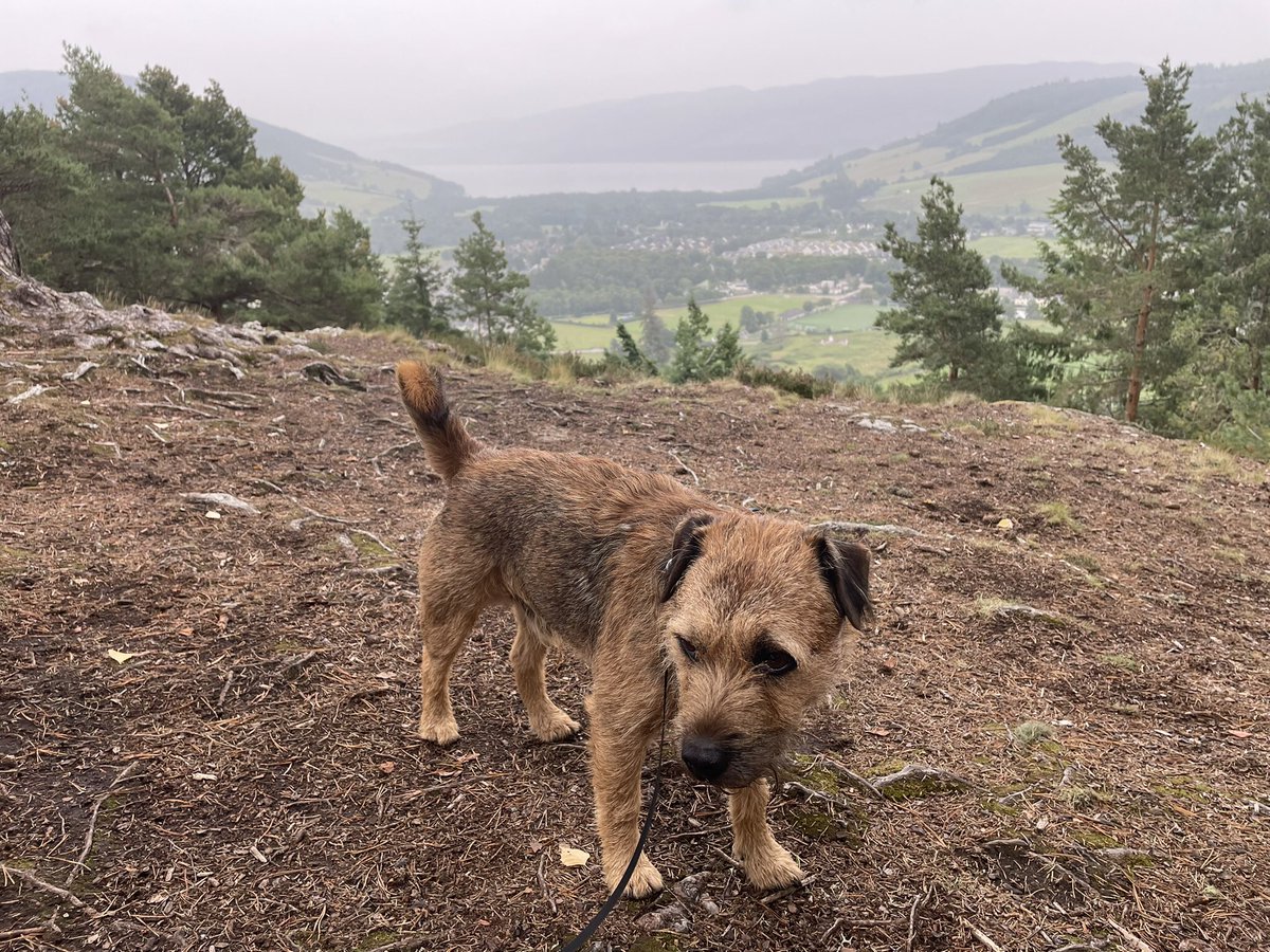 Morning pals. It is still just dull, grey and murky but warm here. It feels very odd weather. But at least it was dry for our walk with mum 👍