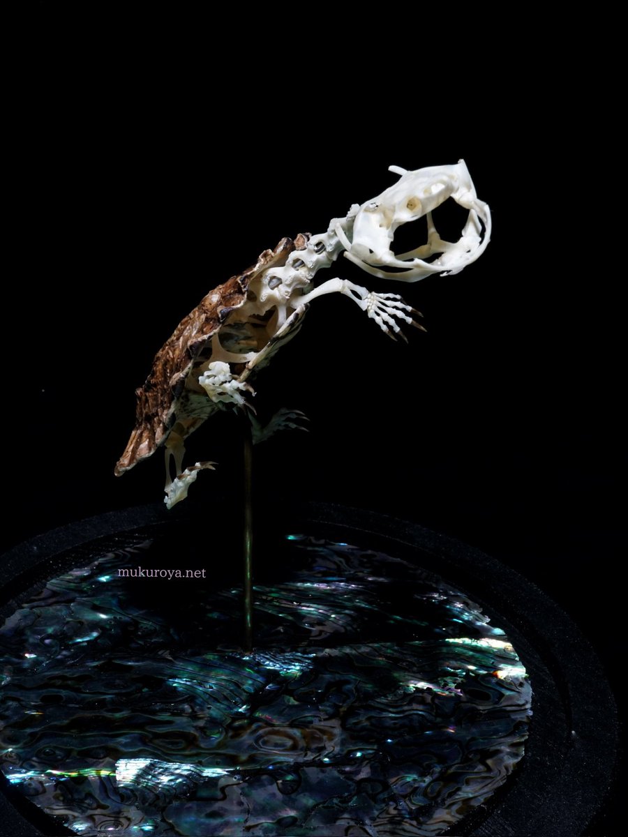 mukuroyahonpo's tweet image. マタマタ 骨格標本
Chelus fimbriatus
甲長6cmほど
骨格標本チッコイシリーズ🍂
小さなニンジャタートルはワンフェスで販売します🥷