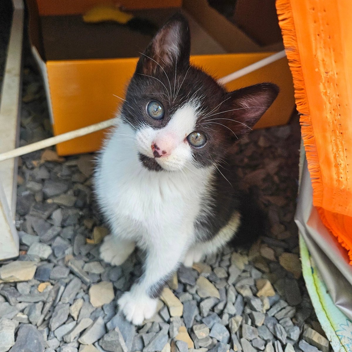 cutewarmkitty's tweet image. 흰둥이(수컷)와 오레오(수컷)의 평생 가족을 찾아요💕
5.1출생/1차접종완료/내부구충완료
같이 너무 잘놀고 의지해서 동반입양 강추합니다🥰