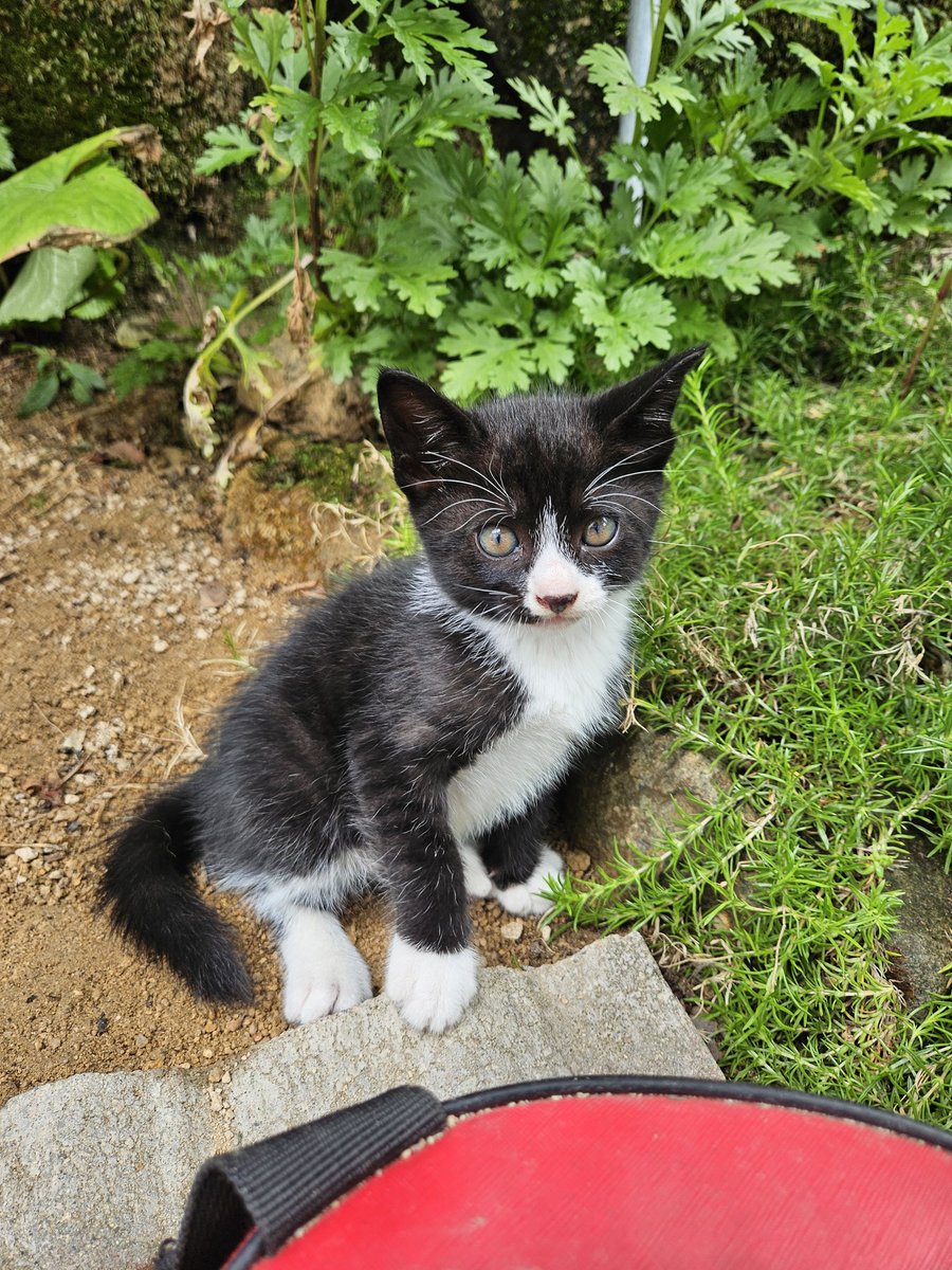 cutewarmkitty's tweet image. 흰둥이(수컷)와 오레오(수컷)의 평생 가족을 찾아요💕
5.1출생/1차접종완료/내부구충완료
같이 너무 잘놀고 의지해서 동반입양 강추합니다🥰