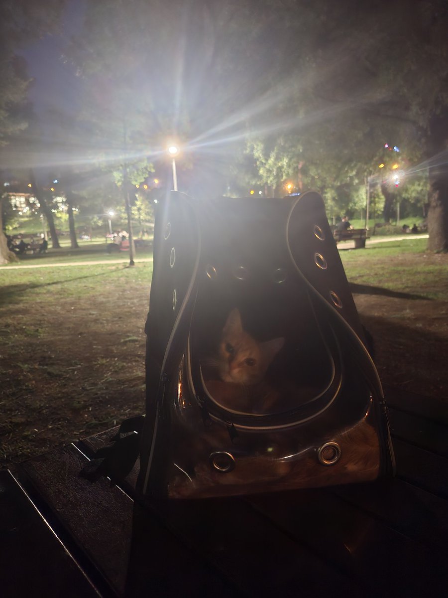 elifndkbyzt's tweet image. Bu sıcaklarda oğlumu parka getiriyorum #kedi #canımoglum