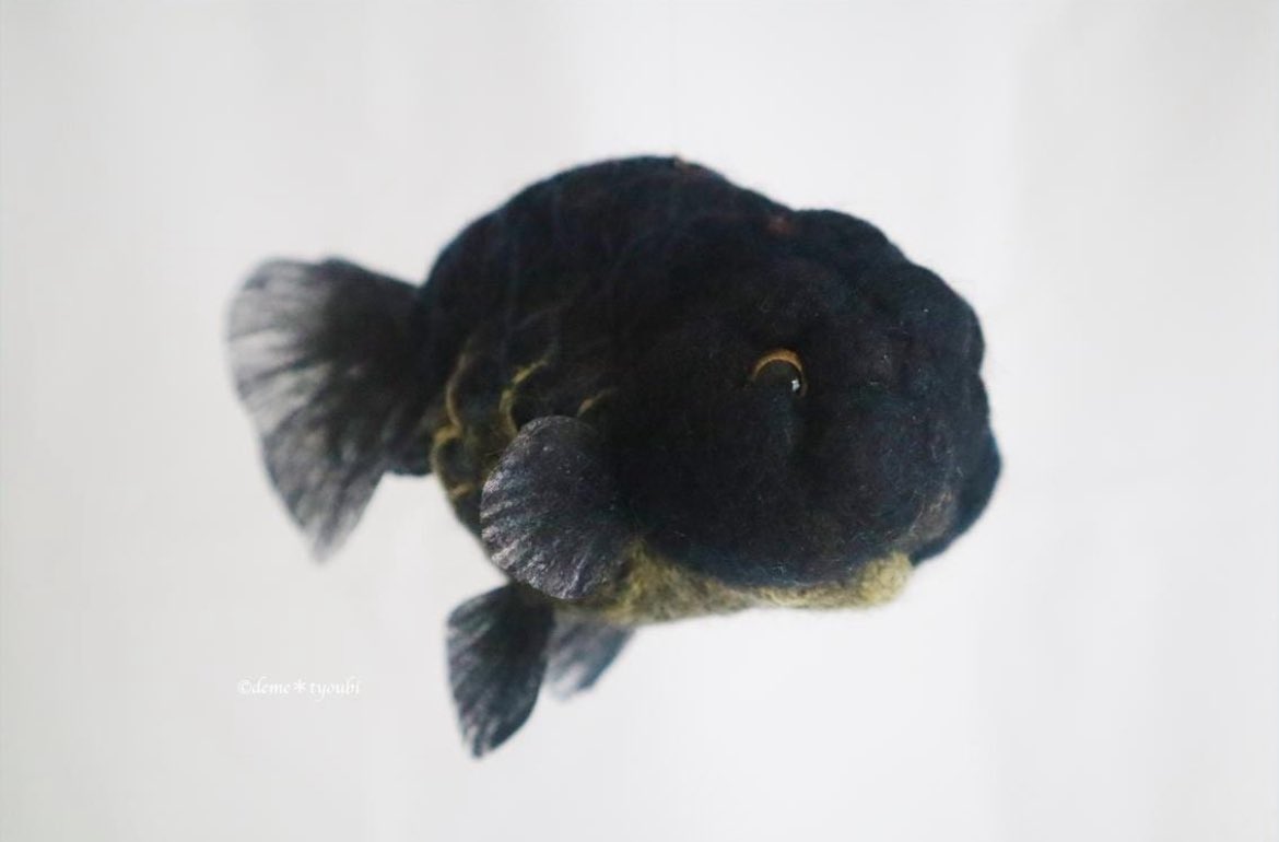今日は子供を預かってもらって金魚美抄展でしか撮影できていなかった子達の撮影会をしました☺️
全員は無理だったのでとりあえず10匹！
新しい写真はこちらから見れます♪

demetyoubi.thebase.in