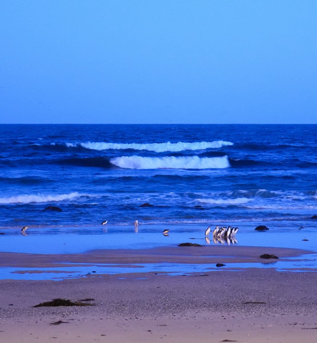 Janela_X's tweet image. Today was Phillip Island Penguin Parade. @Iain_L was not sure I should go but overruled him! I’m slowly getting better. No photos allowed as the light can cause the penguins distress so just a stock photo.
Awesome to watch these wee penguins working together to get home safe.