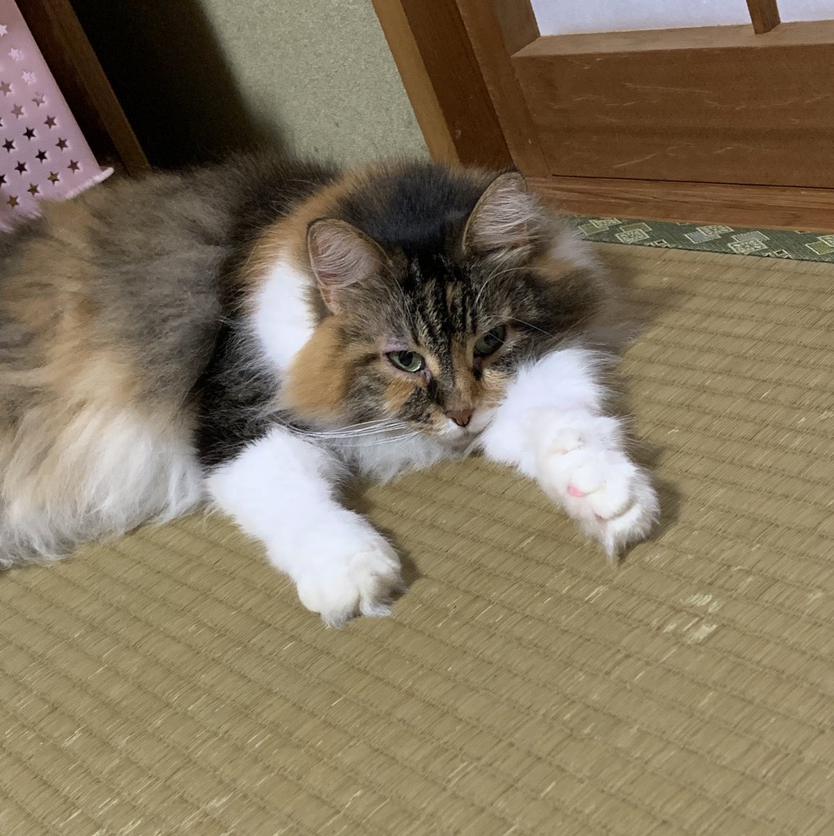 ZUm4bjmav7fjdCF's tweet image. 皆さんお疲れ様でした
今日も暑かったニャン😸
夜も水分補給して寝てニャン🥤
#ノルウェージャン
#猫好きさんと繋がりたい