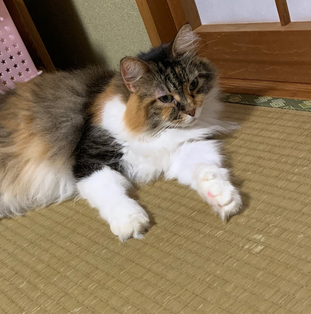 ZUm4bjmav7fjdCF's tweet image. 皆さんお疲れ様でした
今日も暑かったニャン😸
夜も水分補給して寝てニャン🥤
#ノルウェージャン
#猫好きさんと繋がりたい