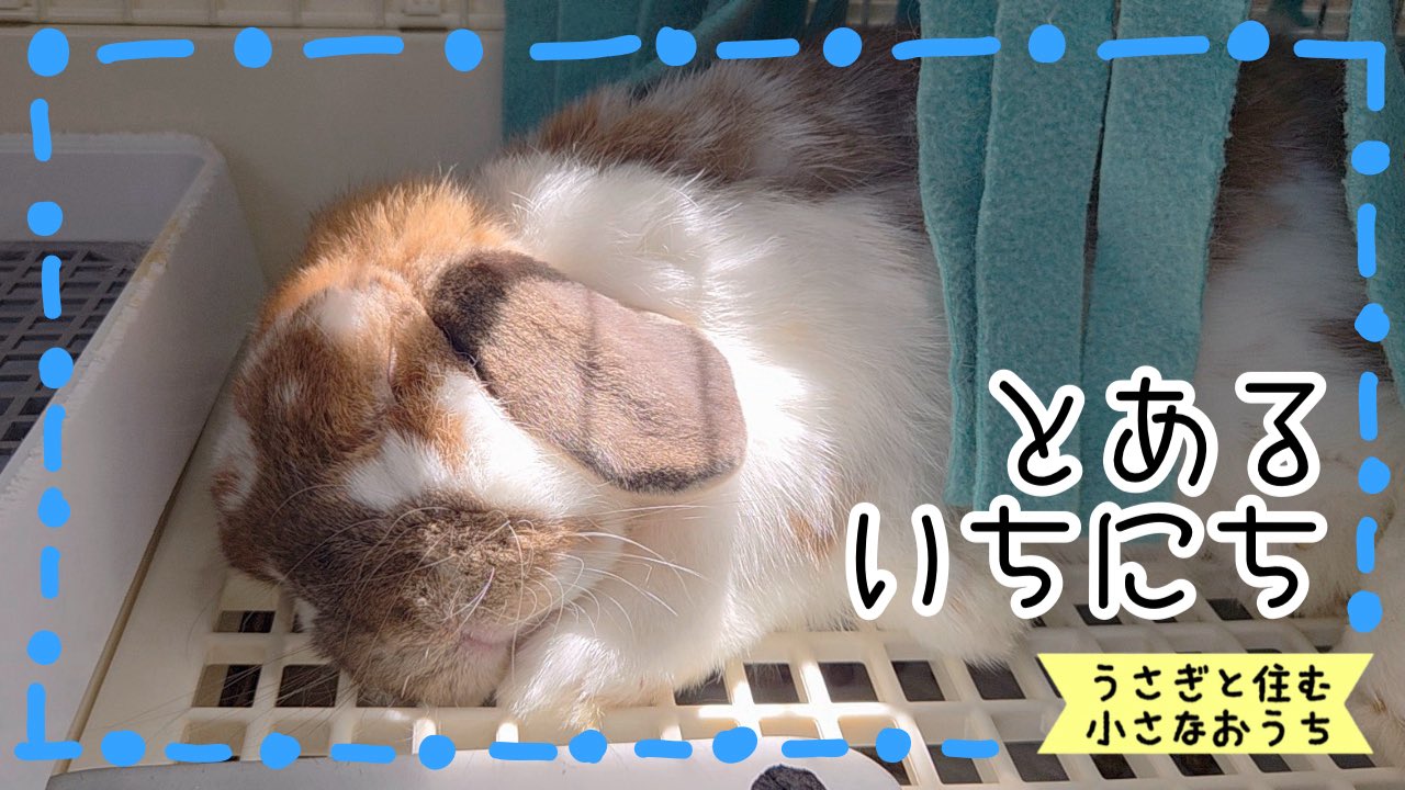 にゃんこ様（※うさぎ様）専用です まにゃん👻 (@maninyann) / X