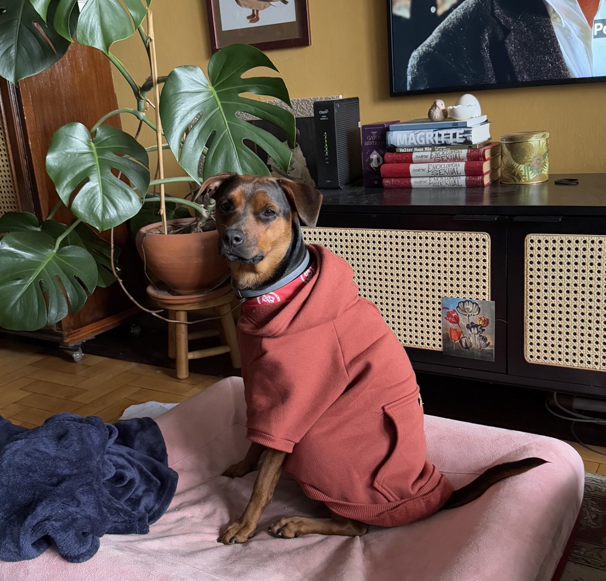 rafaellabd's tweet image. A única roupa limpa que tinha em casa era do irmão (que não precisa de roupa quando tá 10 graus ou mais), então Abigail está hoje com esse look oversized