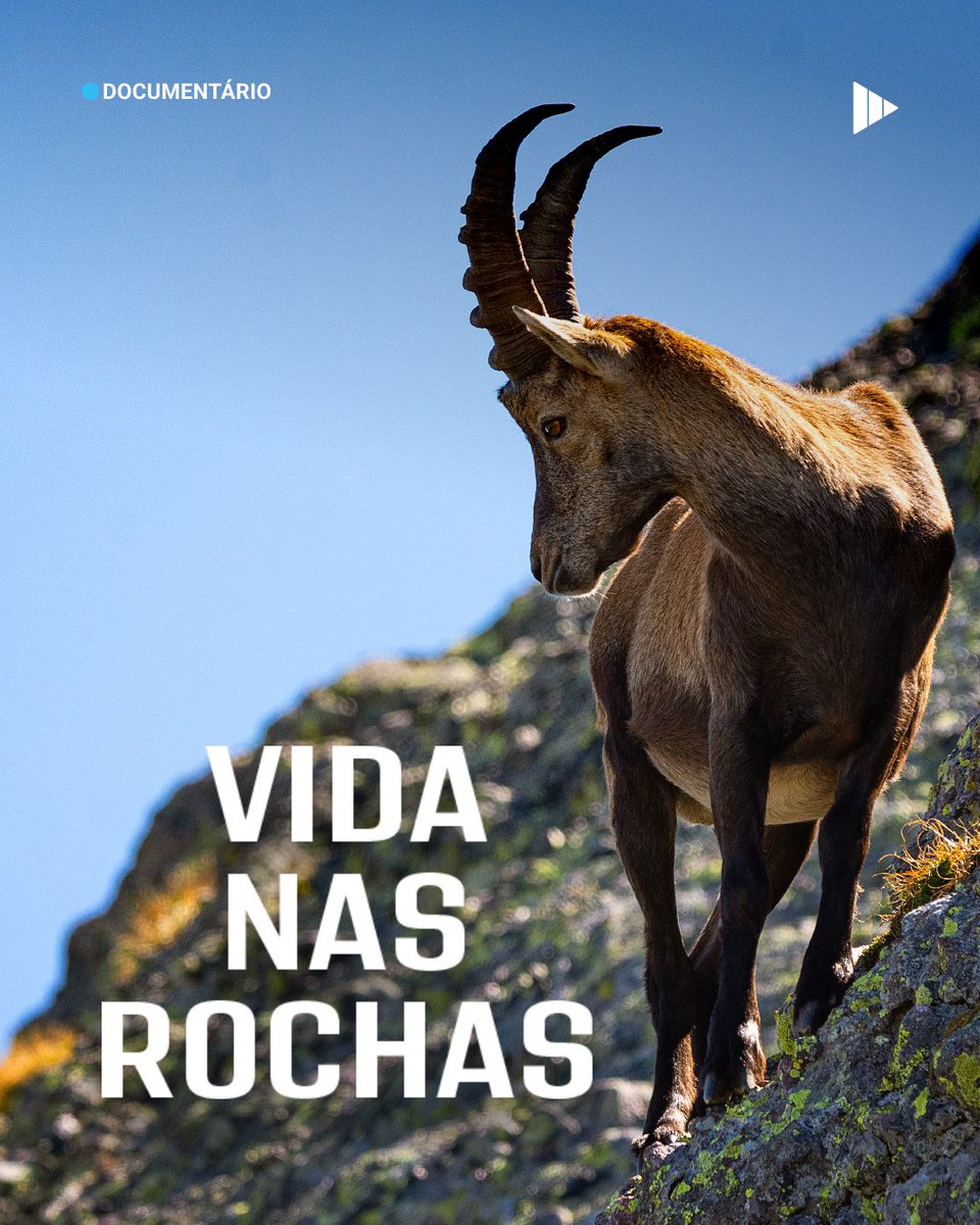 A cabra-montês é um ser lendário. É talvez o mais resistente de todos os animais. Alimenta-se de tudo, suporta o frio e calor extremos e habita as paisagens mais íngremes do mundo.  Um documentário sobre a vida de um dos grandes senhores dos cumes.

▶ Para ver na #RTPPlay.
