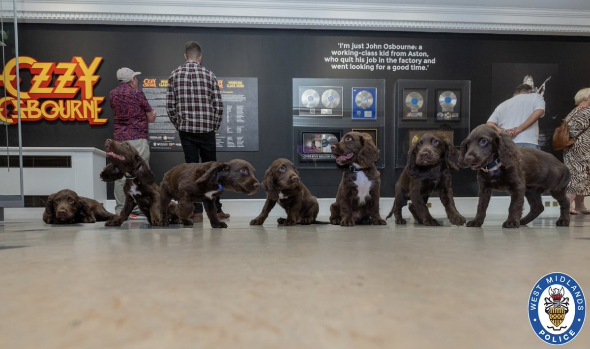 PoliceMutual's tweet image. Rock and roll - meet @WMPolice new pup recruits, all named after members of Birmingham's biggest band, Black Sabbath!
orlo.uk/OcffE